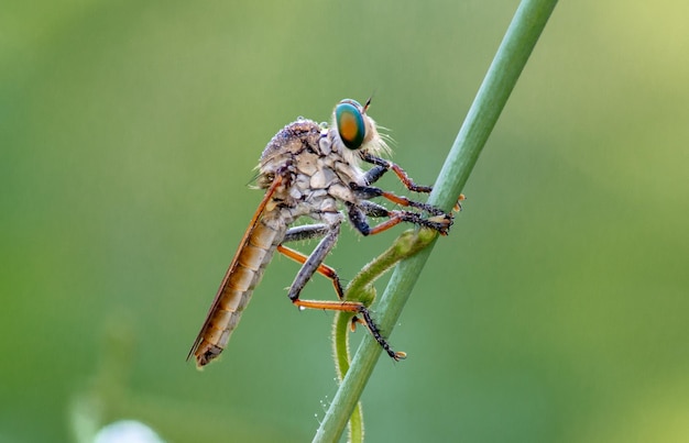 Robberfly on the branch