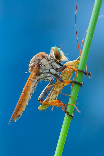 Foto robberfly mangiare riso ear bug