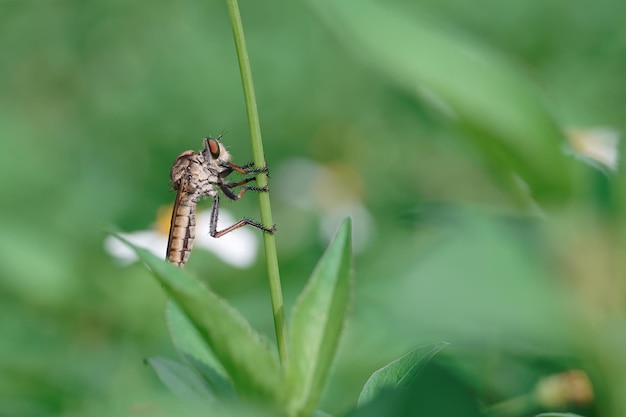 Photo robberfly on leaf