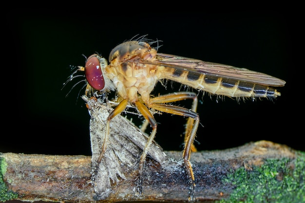 Robberfly prey on black background