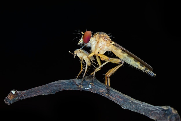 Robberfly prey on black background