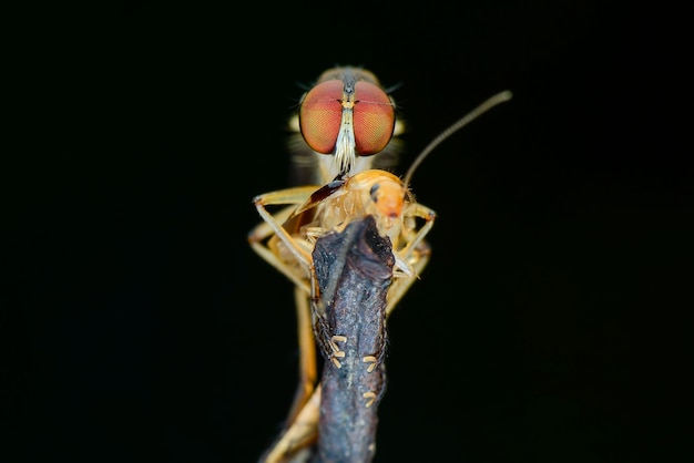 Robberfly prey on black background