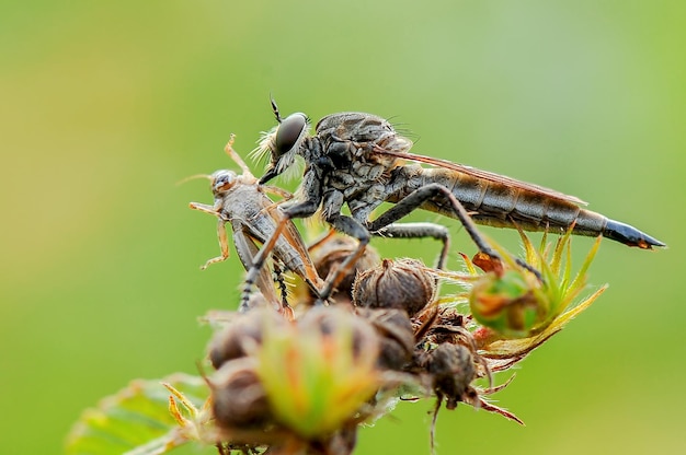 Robberfly prey natural background