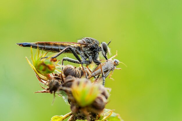 Robberfly prey natural background