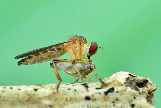 Robberfly prey natural background