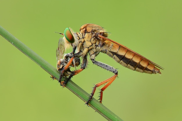 Robberfly  prey on twigs