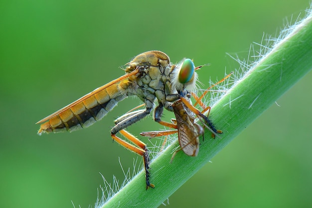 Robberfly prooi op twijgen