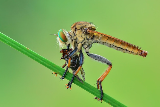 Robberfly prooi op twijgen