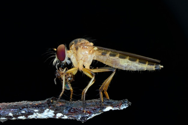 Robberfly prooi op zwarte achtergrond