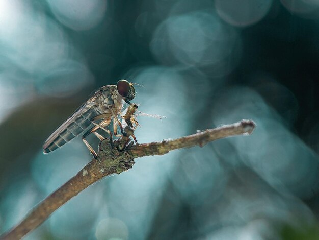 Robberfly with kill gli asilidae sono la famiglia delle mosche rapinatrici chiamate anche mosche assassine