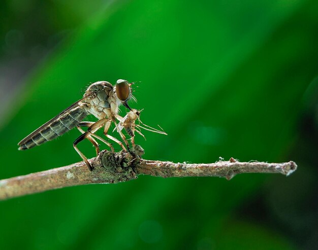 Разбойник с убийством Asilidae - семейство мух-разбойников, также называемых мухами-убийцами.