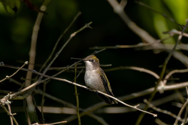 Robijnkeelkolibrie Archilochus colubris