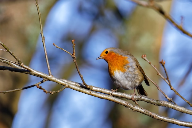 Robin Assessing the Situation