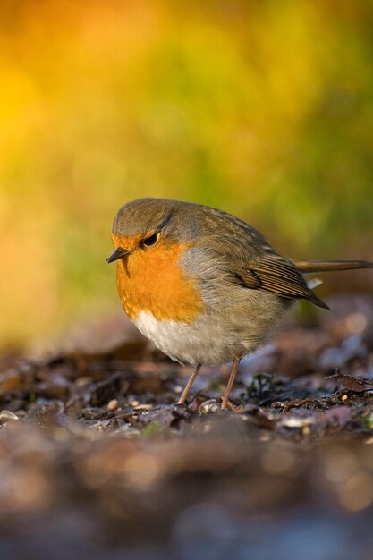 Robin in beautiful light