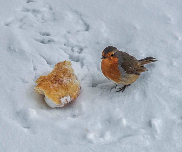 The Robin bird sits in the snow near a piece of bread