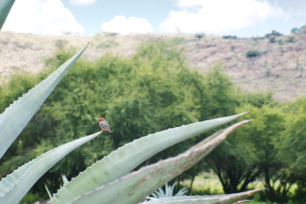 Robin bird standing on maguey in mexico with copyspace