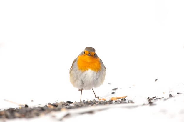 Photo robin birds