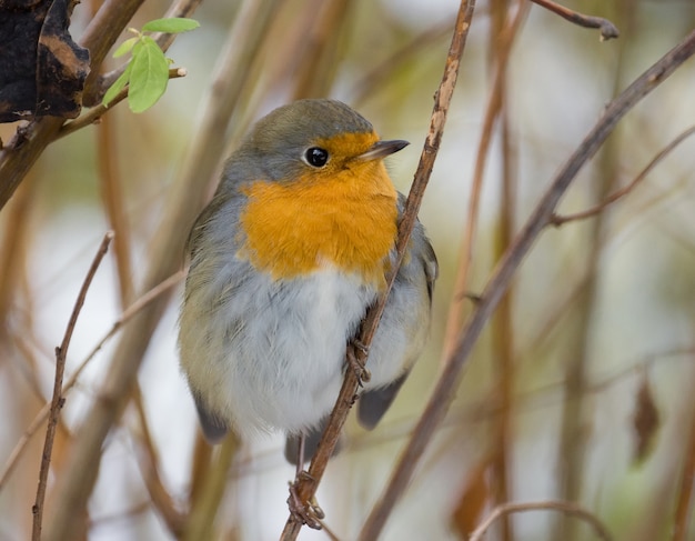 Robin su un ramo