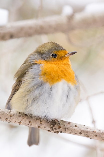 Robin on a branch