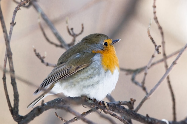 Robin on a branch