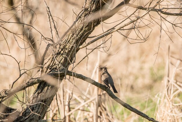 Robin building nest