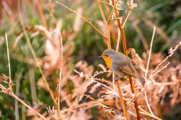 A robin on the coast of Mount Jaizkibel near Fuenterrabia. Basque Country