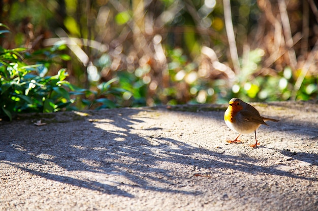 Robin - Erithacus rubecula. Een kleine grijze vogel met een oranje borst op een zonnige dag