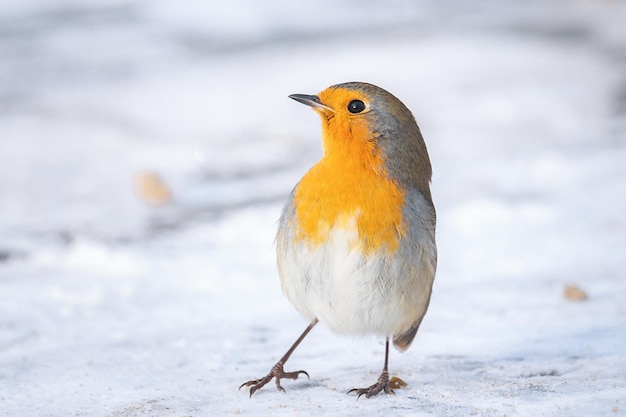 Robin Erithacus rubecula in de natuur