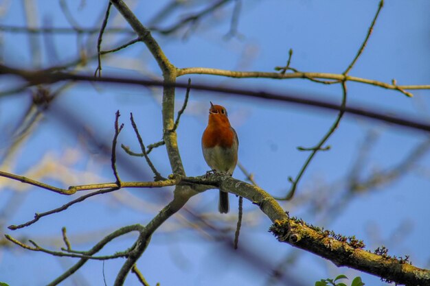 Photo robin erithacus rubecula perched on a tree branch outdoors