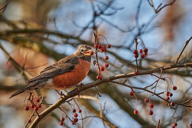 Photo robin feeding on  berry