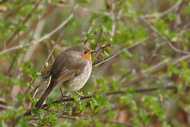 robin on the ground