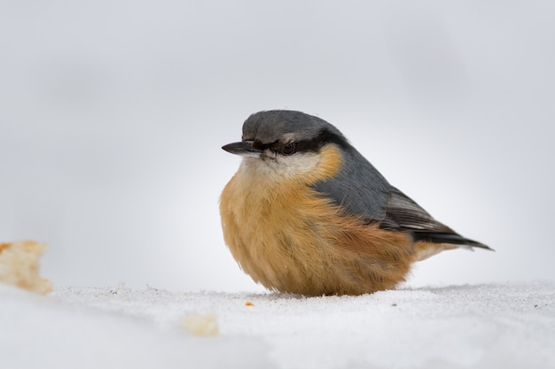 The robin is ruffled