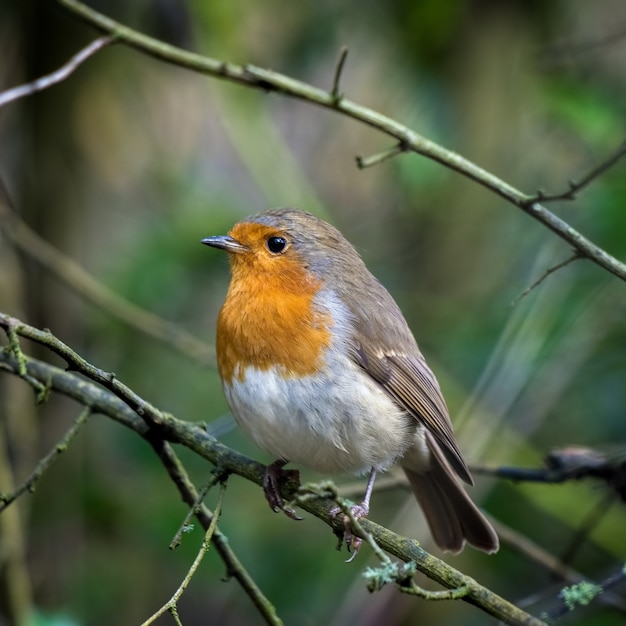 Robin kijkt alert in een boom op een herfstdag