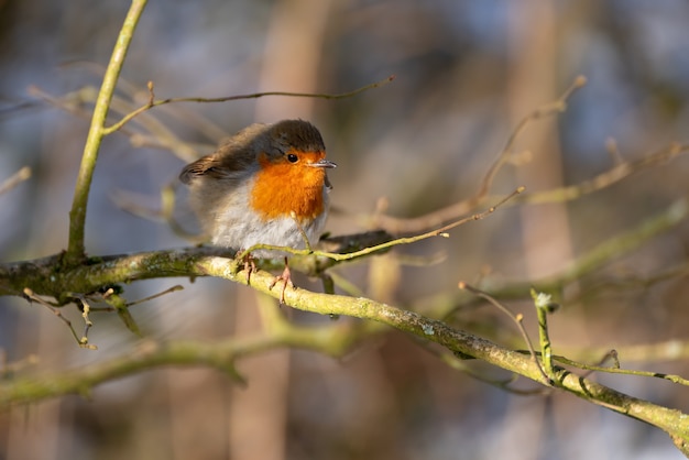 Robin kijkt alert in een boom op een koude winterdag