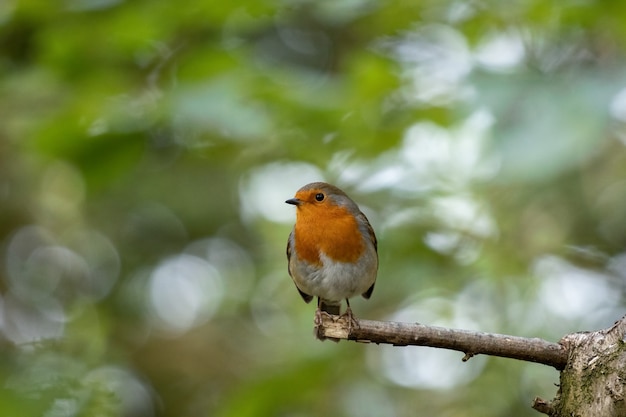 Robin kijkt alert neergestreken op een boom op een herfstdag