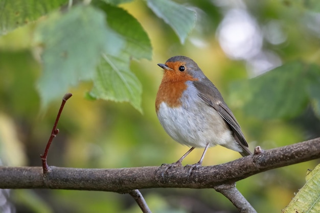 Robin looking alert perched in a tree on an autumn day