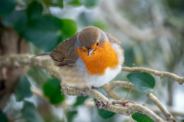 Robin looking alert in a tree on a cold winters day