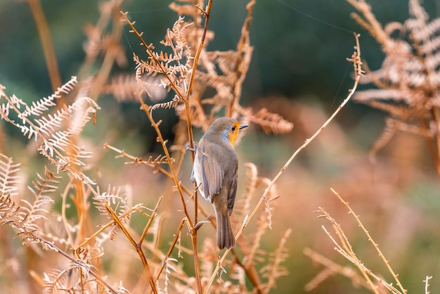 A robin on Mount Jaizkibel near Fuenterrabia. Basque Country