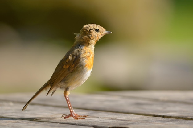 Robin op een houten tafel.