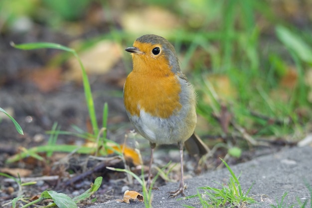 Robin op gras