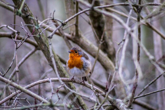 Photo robin perching on branch