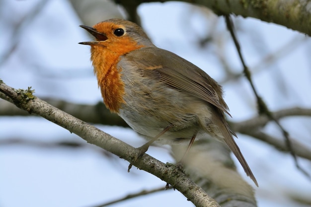 Photo robin perching on tree