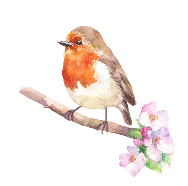 Robin redbreast bird sul ramo di fiori di ciliegio