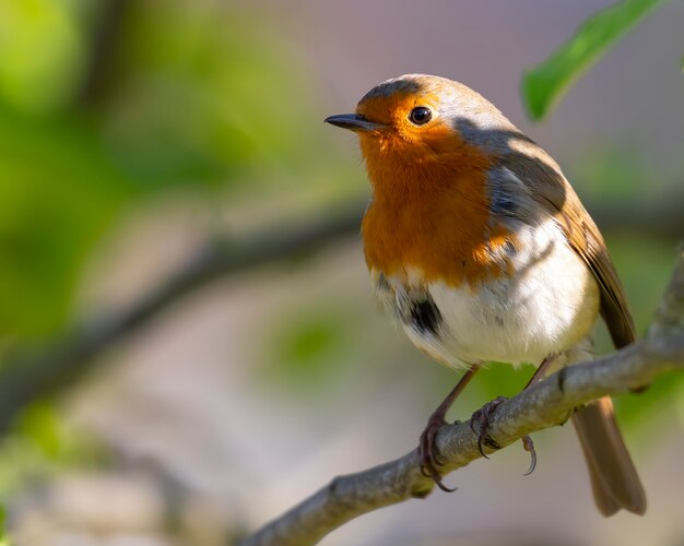 Robin redbreast,Erithacus rubecula perched on a tree branch