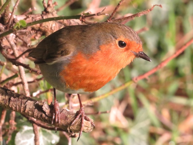 Photo robin redbreast