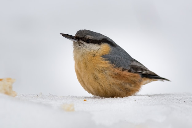 Robin in the snow