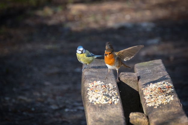 Robin stijgt op vanaf een houten bank bestrooid met vogelzaad