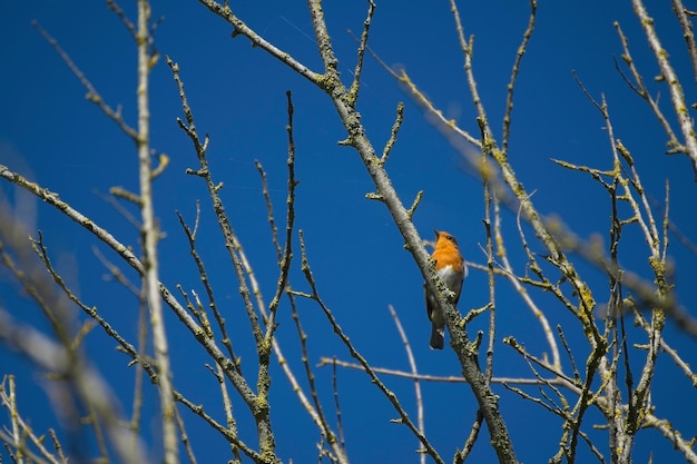 Foto robin zat in een boom op een zonnige herfstdag tegen een levendige blauwe hemel.