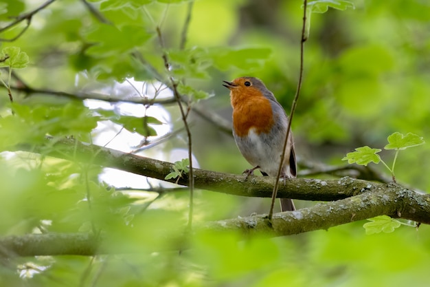 Robin zingt in een boom op een lentedag