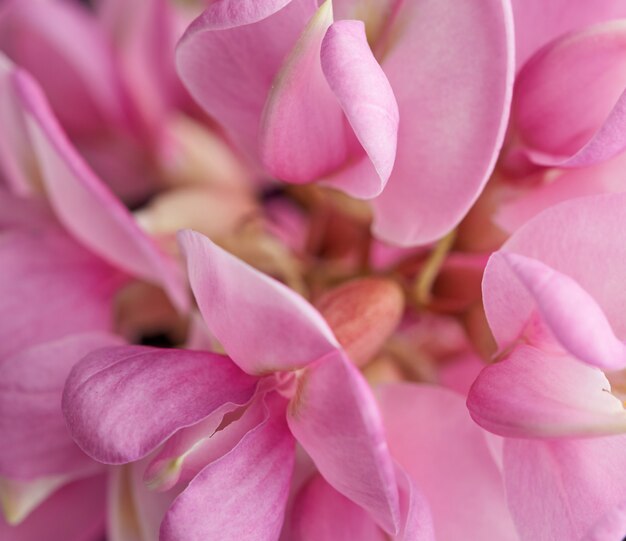 Robinia neomexicana met roze bloeiwijze